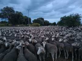 Las 1.700 ovejas camino de León.