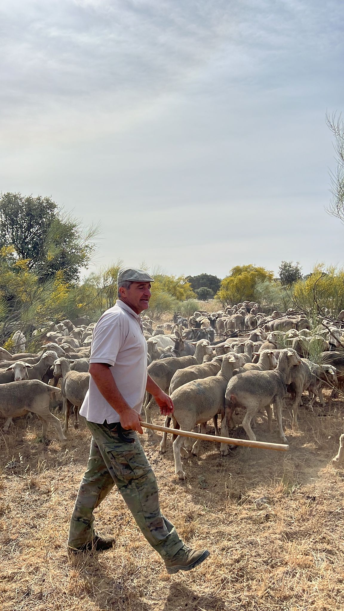 1.700 ovejas hacia León en busca de agua