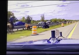 Un vaquero a caballo persigue a un novillo en una autopista de EEUU.