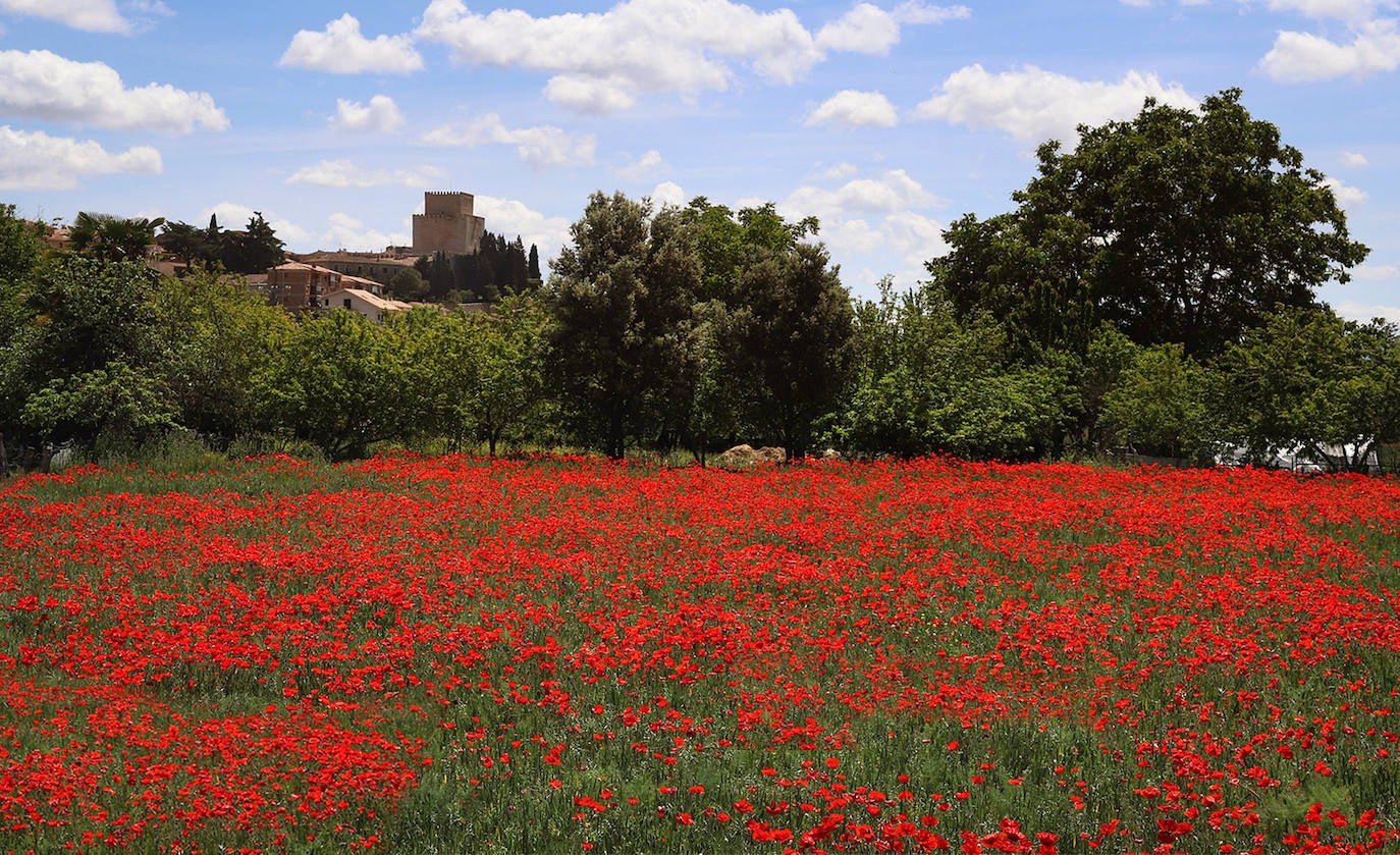 El campo de Castilla y León se tiñe de rojo