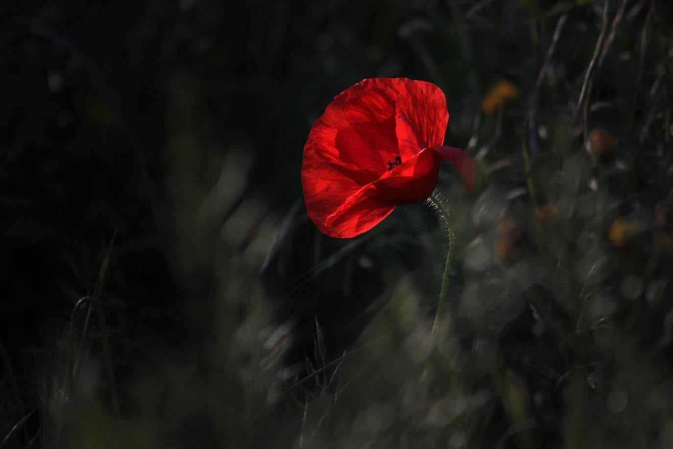 El campo de Castilla y León se tiñe de rojo