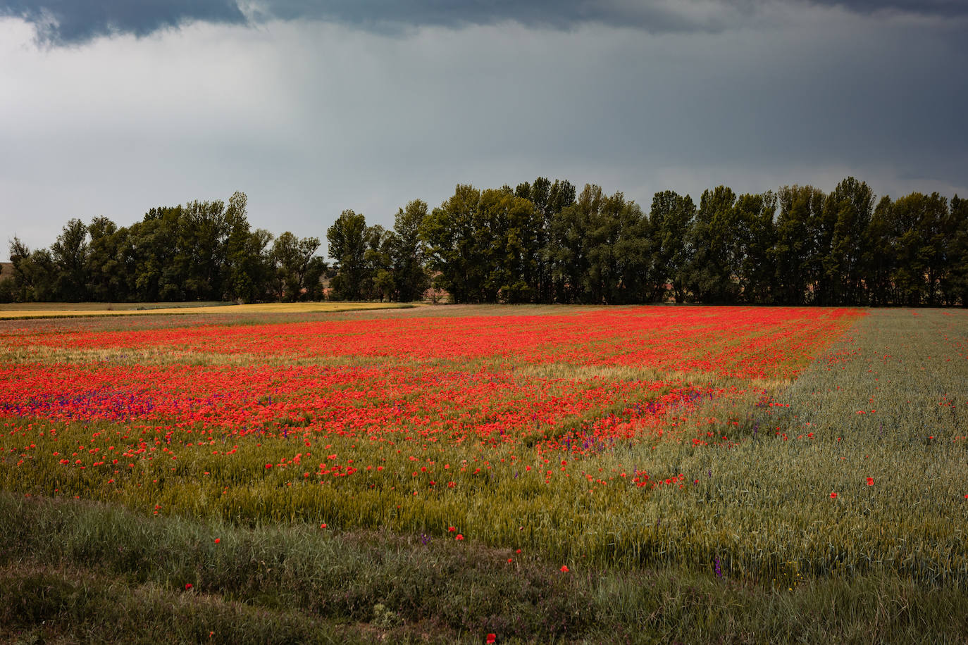 El campo de Castilla y León se tiñe de rojo