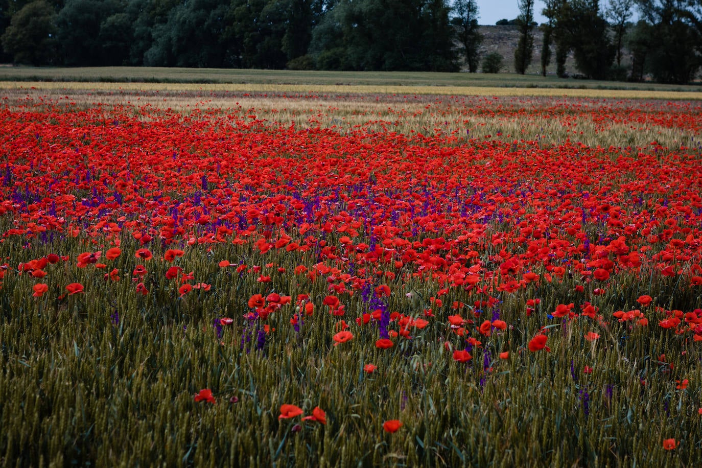 El campo de Castilla y León se tiñe de rojo