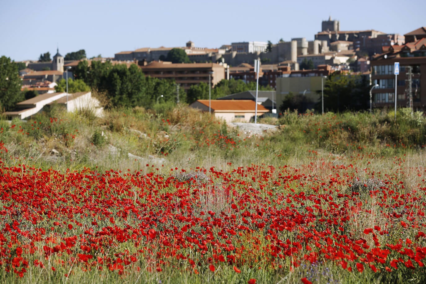 El campo de Castilla y León se tiñe de rojo