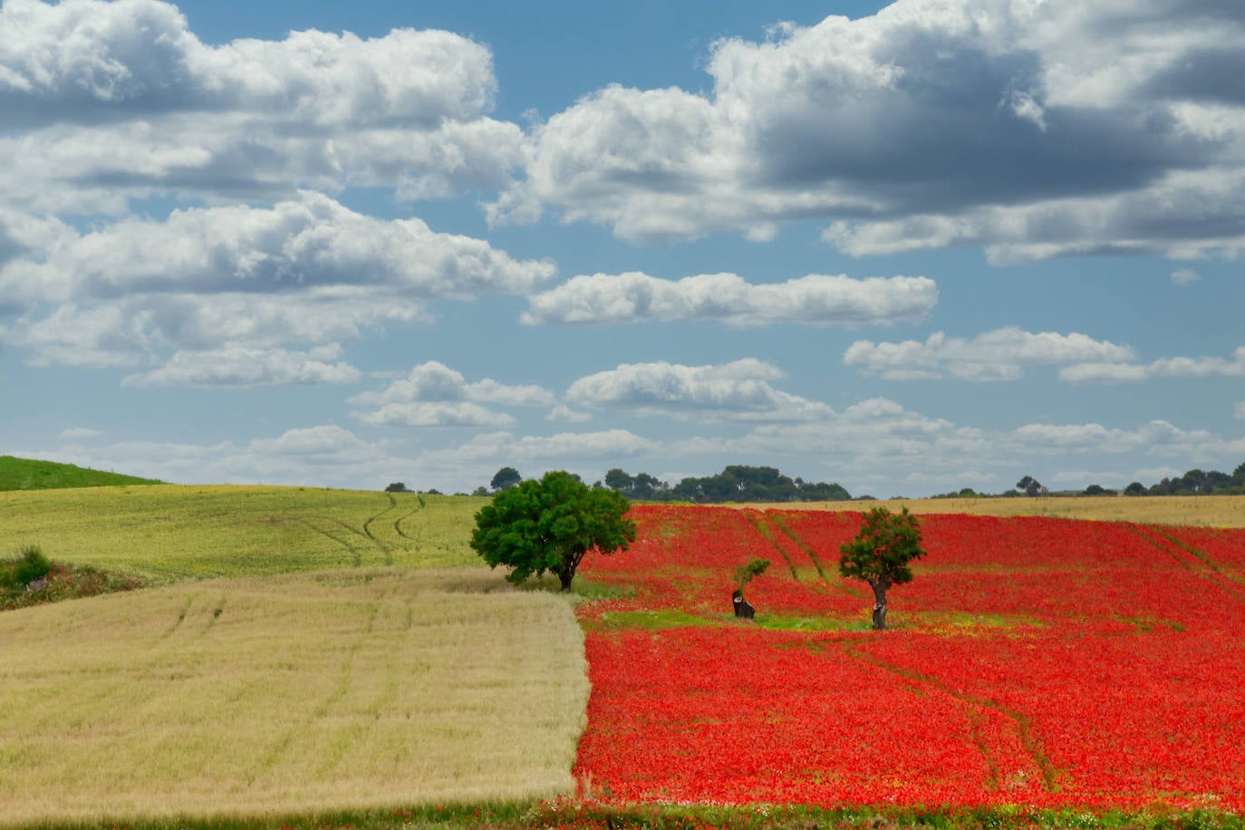 El campo de Castilla y León se tiñe de rojo