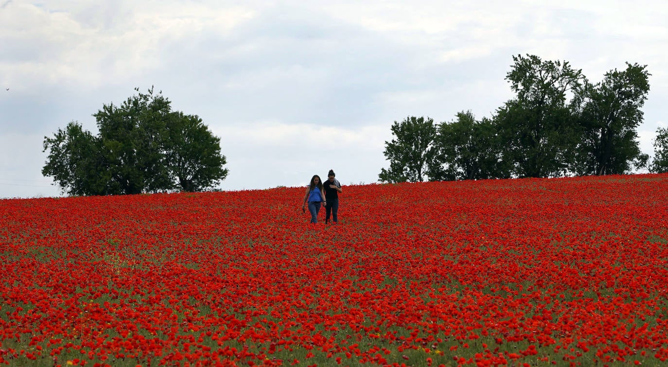 El campo de Castilla y León se tiñe de rojo