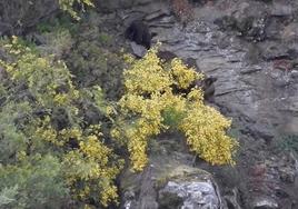 Una osezna y sus crías se divierten en la montaña leonesa en una secuencia facilitada por la Fundación Oso Pardo.