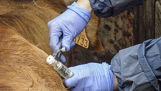 Tuberculosis bovina en León: «Estamos limpios»