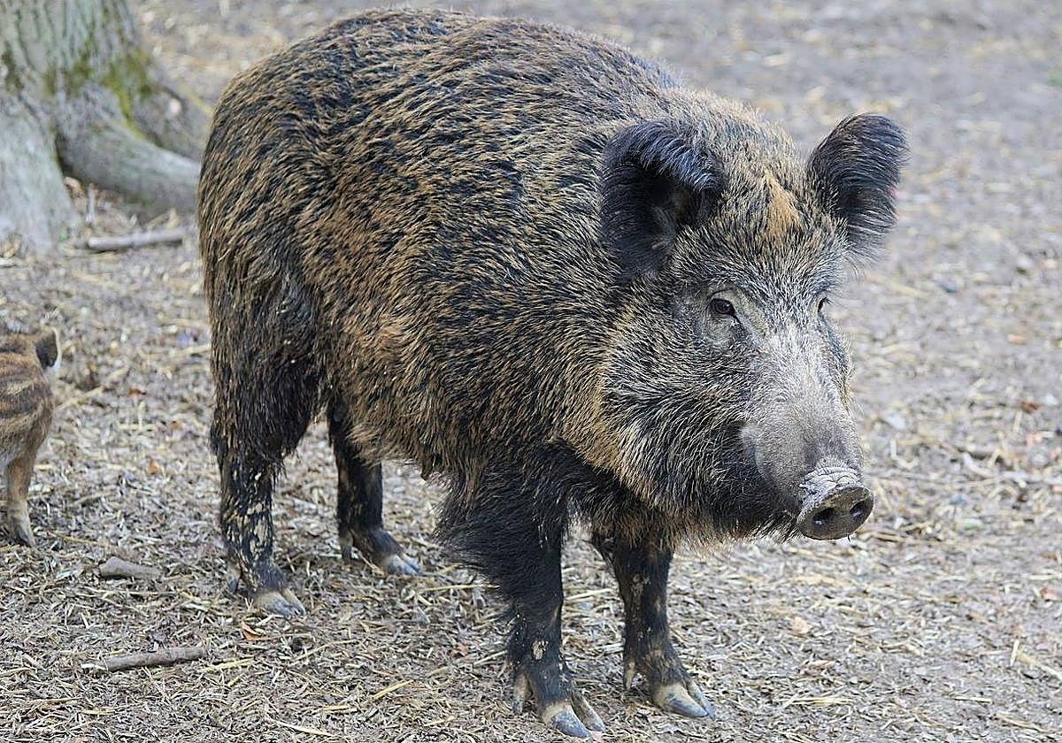 La ULE analiza la contribución del jabalí a la tuberculosis bovina.