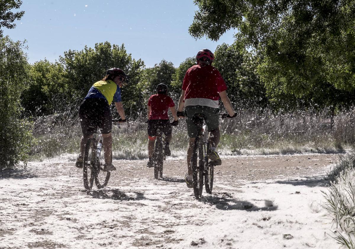 Grandes concentraciones de polen en las riberas de un río de la comunidad.