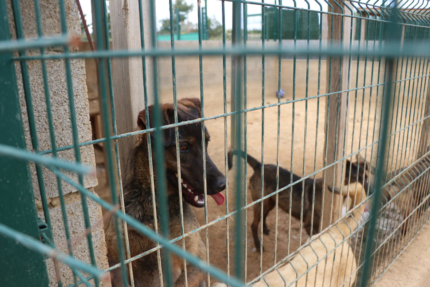 Hotel canino Las Lomas