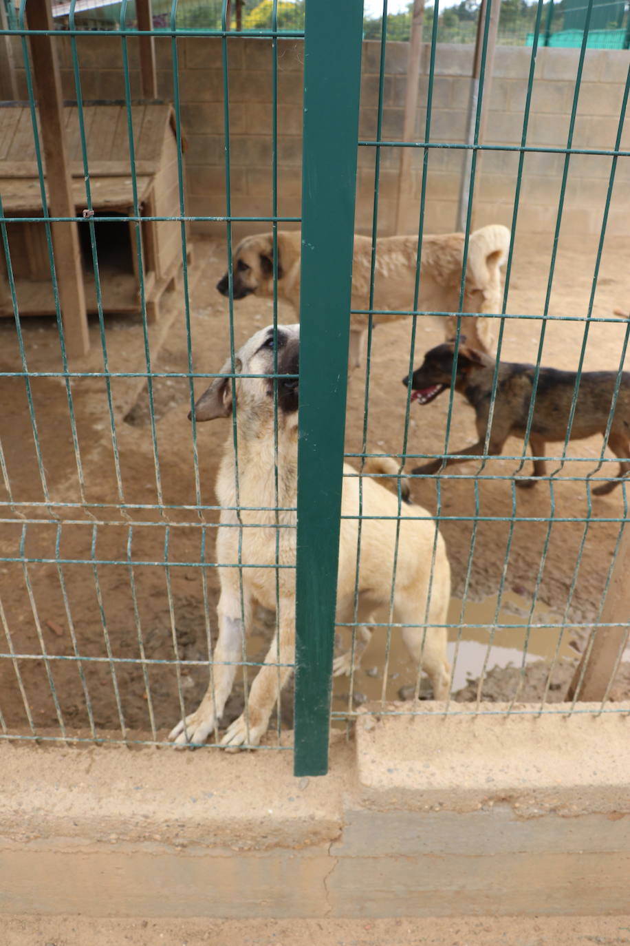 Hotel canino Las Lomas