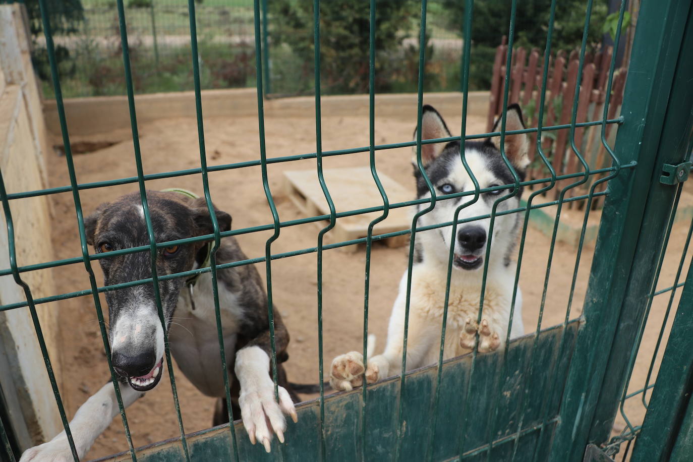 Hotel canino Las Lomas