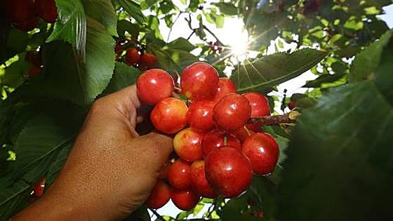 Las lluvias de las últimas semanas merman un 30 por ciento la cosecha de cereza del Bierzo
