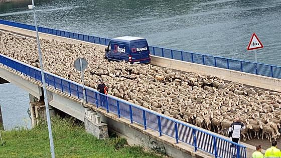 Un revés de última hora retrasa la llegada de las 1.700 ovejas a Acebedo