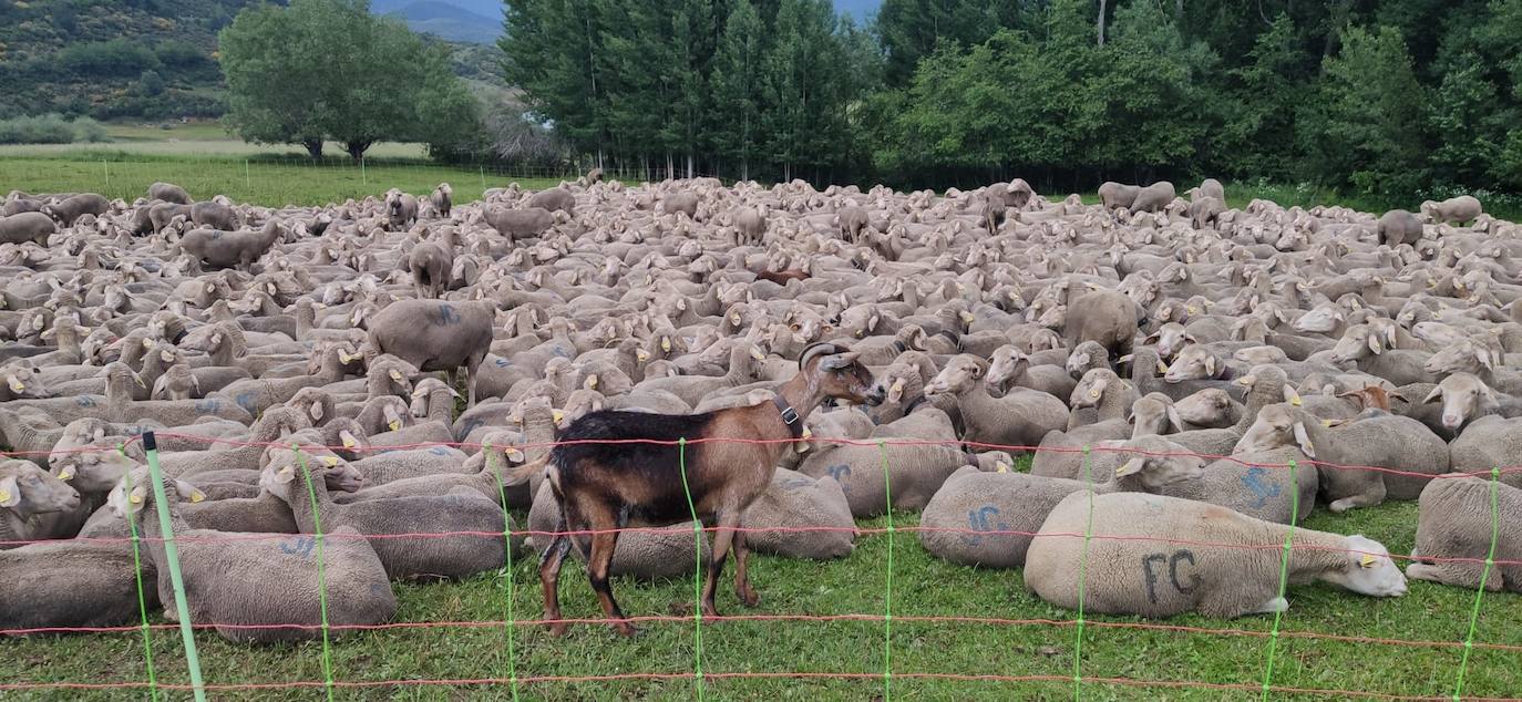 1.700 ovejas por Riaño