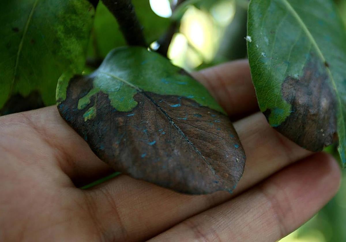 La Estación de Avisos de el Bierzo alerta sobre la detección de fuego bacteriano en frutales de pepita