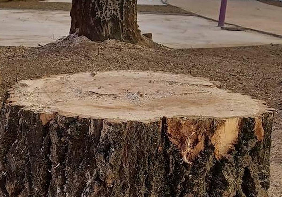 Imagen de archivo de árbol talado.