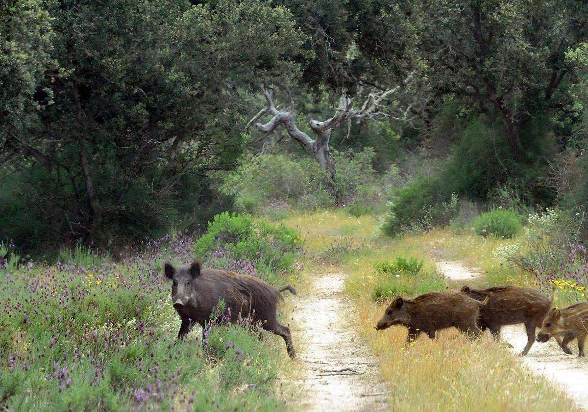 León, en emergencia por el jabalí y el riesgo de tuberculosis.