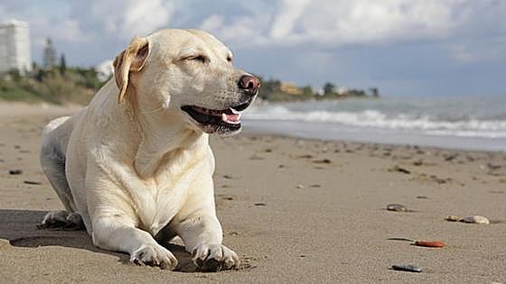 Las playas más cercanas a León para disfrutar con tu perro