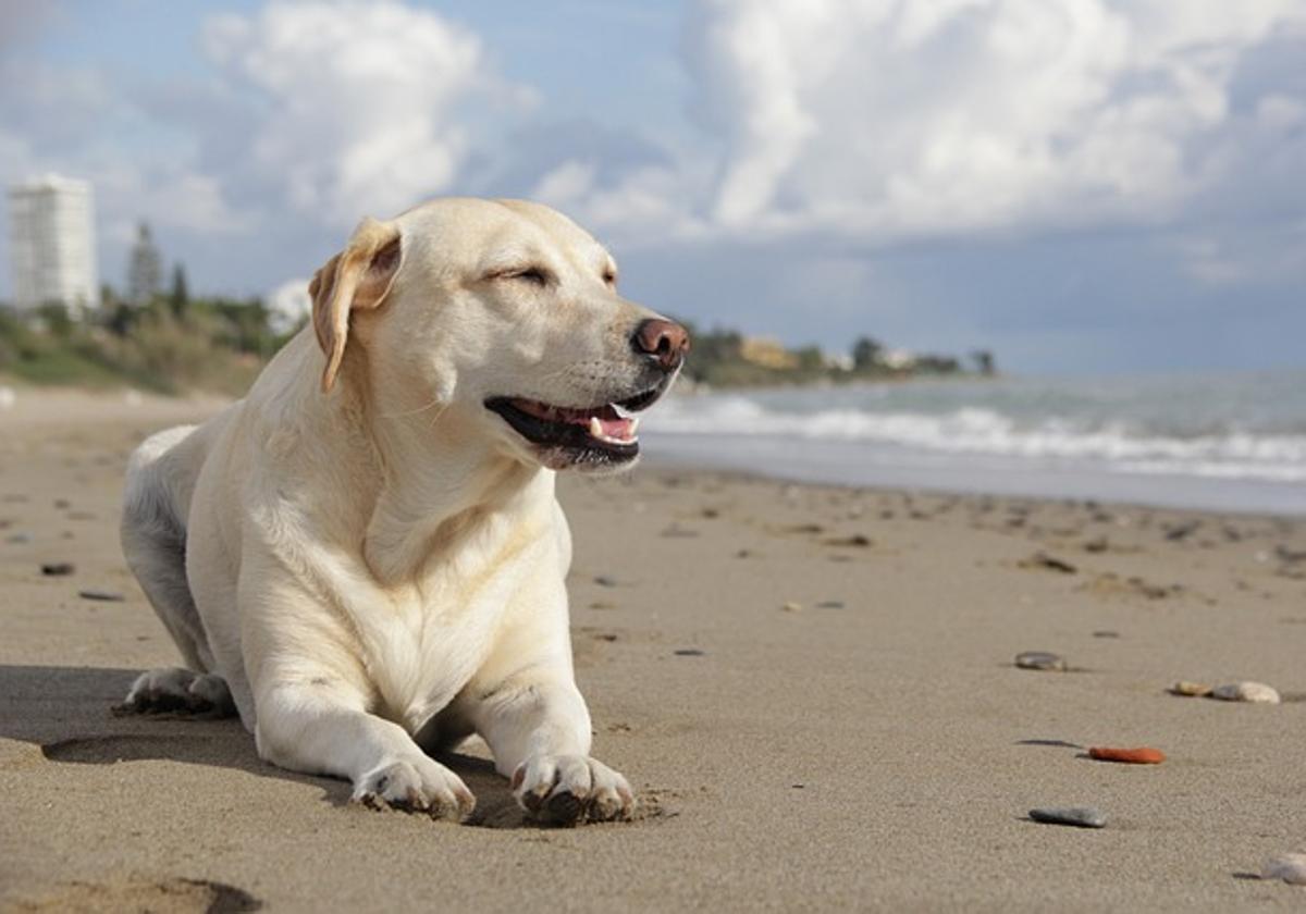 Imagen de un perro tumbado en una playa.