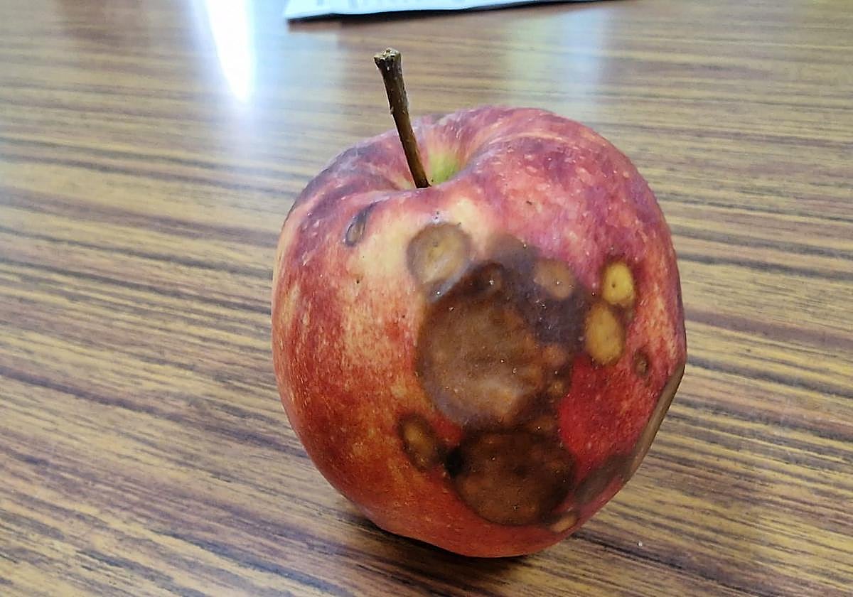 Estado de una manzana austriaca repartida en un colegio del Bierzo.