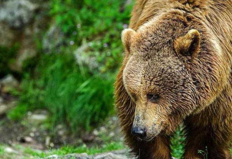 Vecinos de Villarino del Sil denuncian la continua entrada de osos y reclaman soluciones