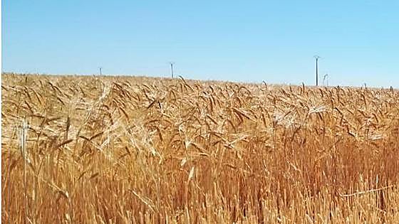 48 agricultores investigados por el uso fraudulento de semillas