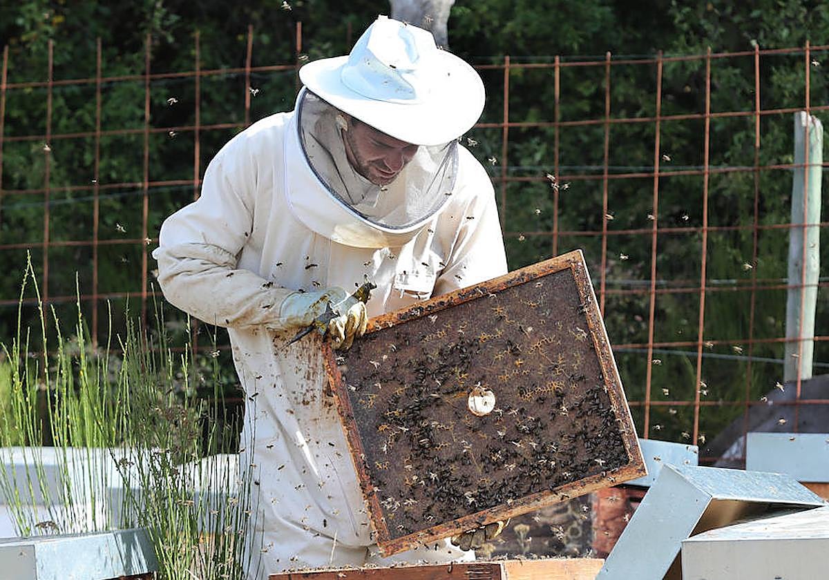 Un apicultor trabaja en sus colmenas.