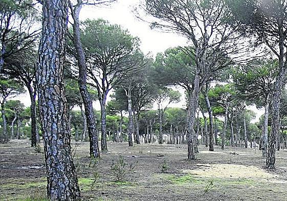 Un bosque en la provincia de León.