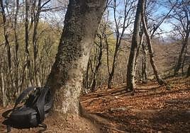 Una ruta por los bosques de León.