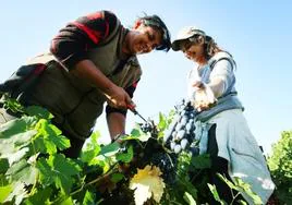 Dos mujeres recogen las uvas de los viñedos de El Bierzo.