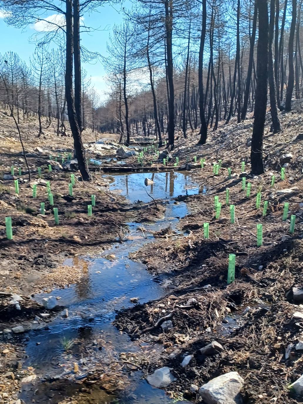 Imagen de la actuación para plantar árboles en diferentes ríos de Castilla y León.