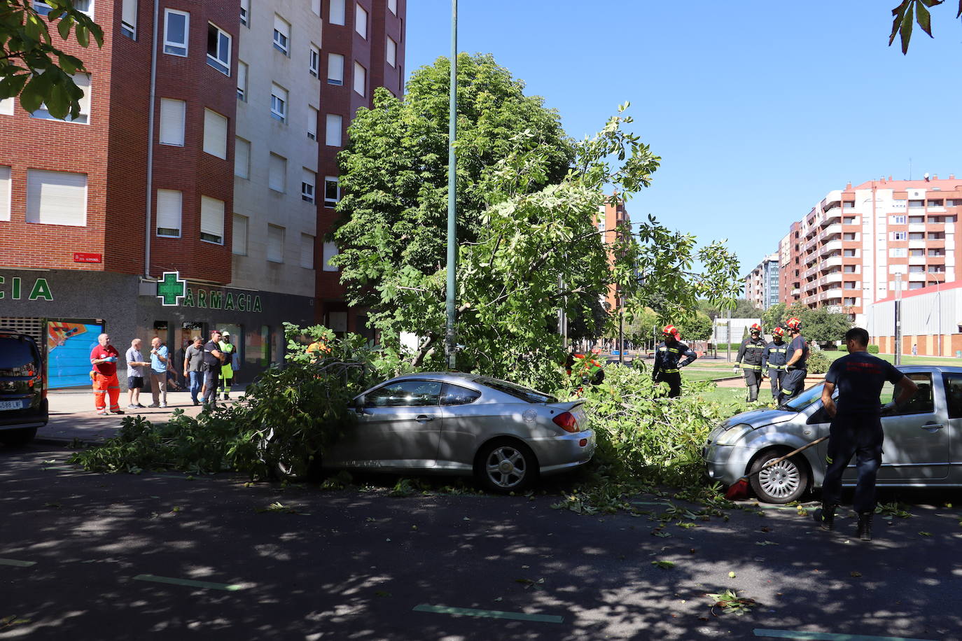 Cae un árbol en el centro de León