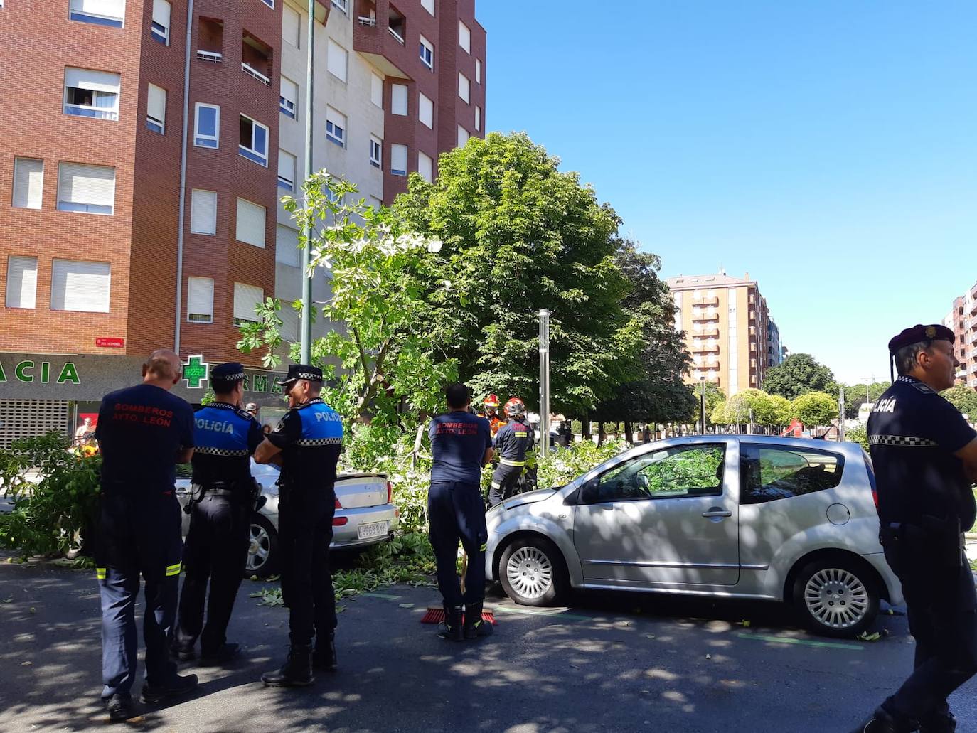 Cae un árbol en el centro de León