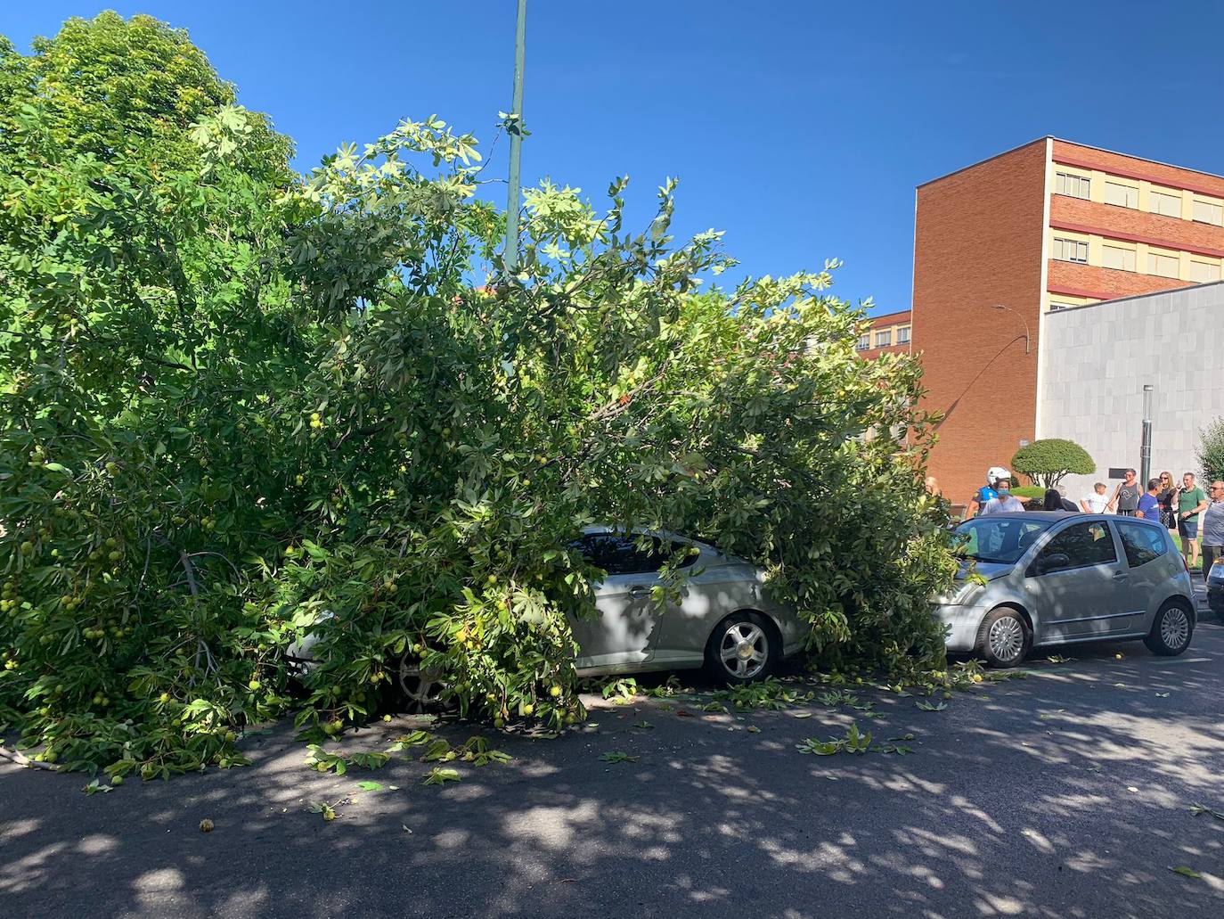 Cae un árbol en el centro de León