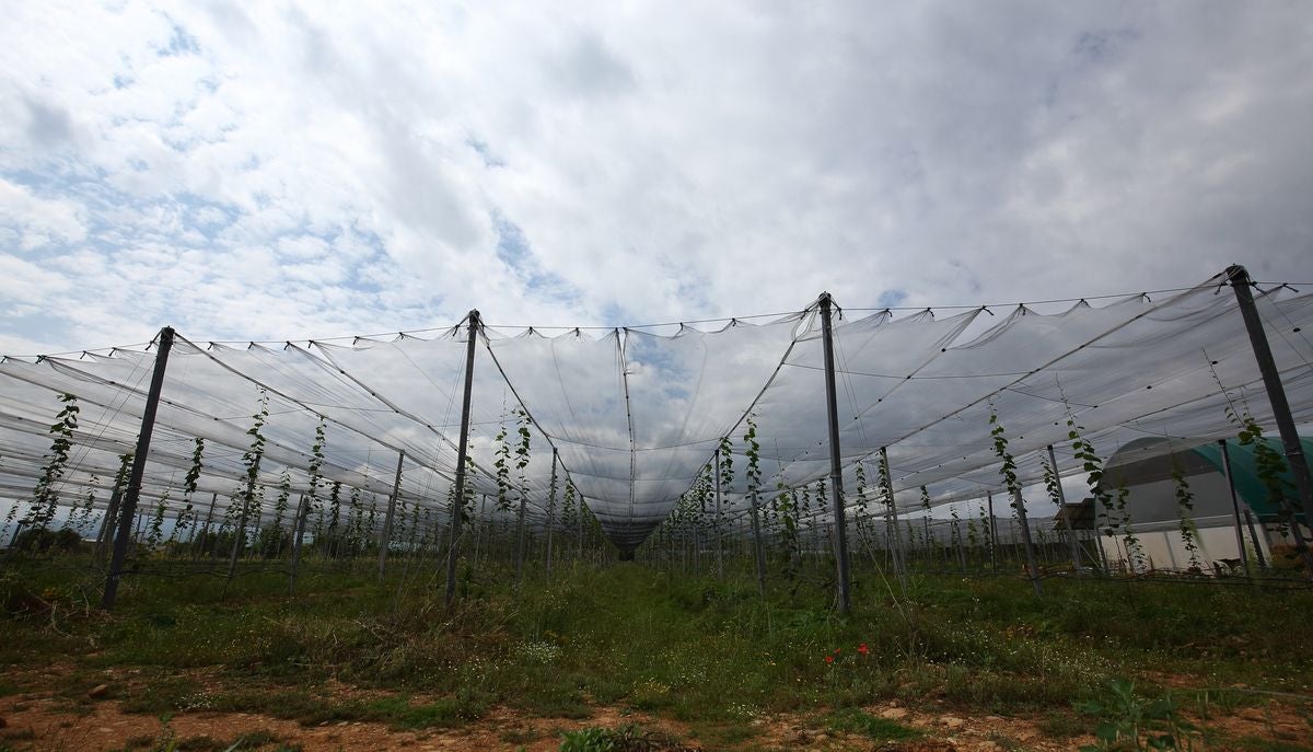 Finca de kiwis gestionada a través del Banco de Tierras del consejo Comarcal del Bierzo