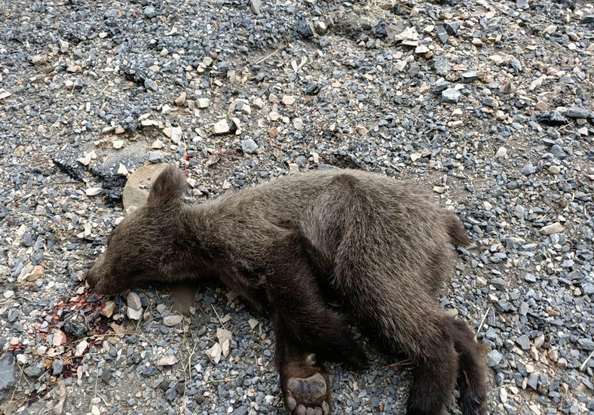 Osezno atropellado en la carretera CL-626.