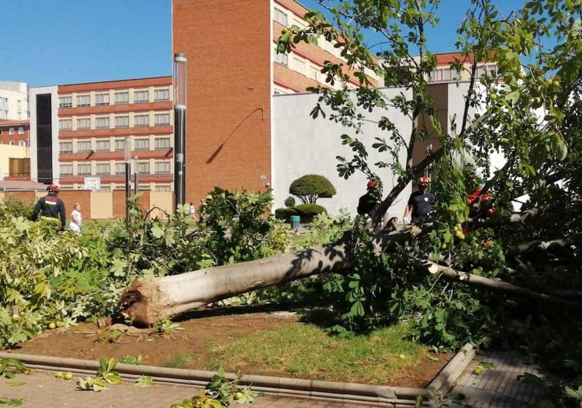 Los bomberos retiran un árbol caído en León en una imagen de archivo.