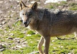 El lobo ha provocado diferentes ataques en la montaña leonesa.