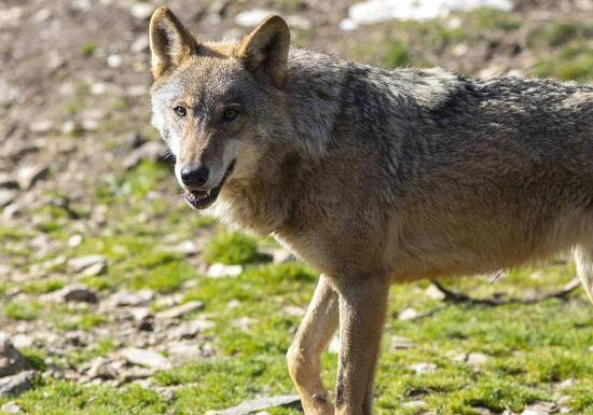 El lobo ha provocado diferentes ataques en la montaña leonesa.