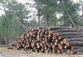 Lotes de madera como los que se van a subastar.