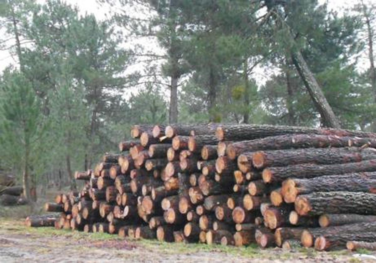 Lotes de madera como los que se van a subastar.