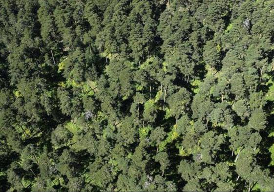 Un nuevo decreto impedirá el cambio de uso forestal ante vegetación destacada