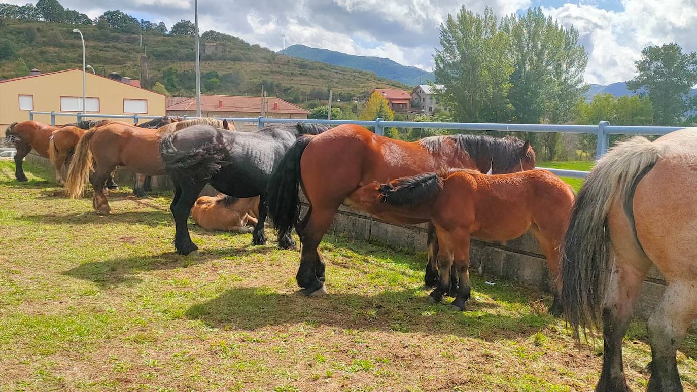 XLIII Concurso de Ganado de Montaña