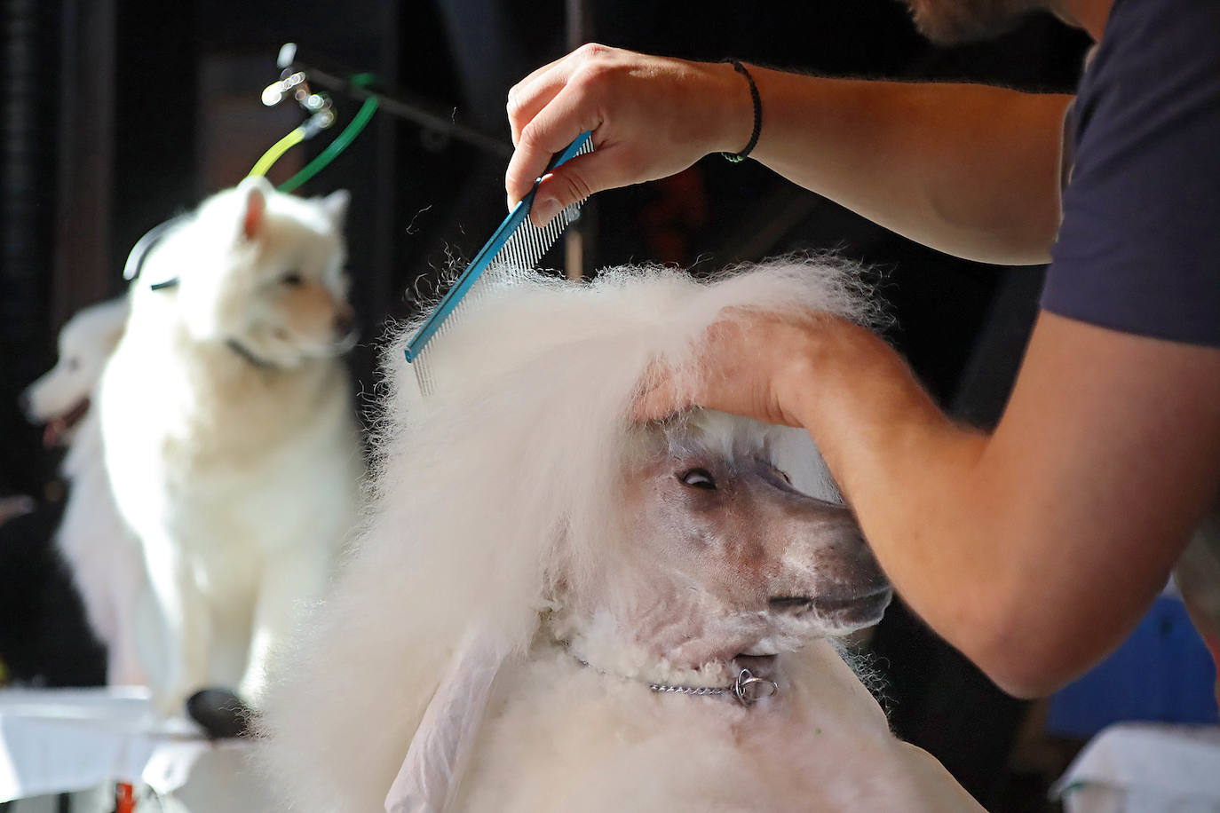 Uno de los participantes en la exposición canina da los últimos retoques a su mascota