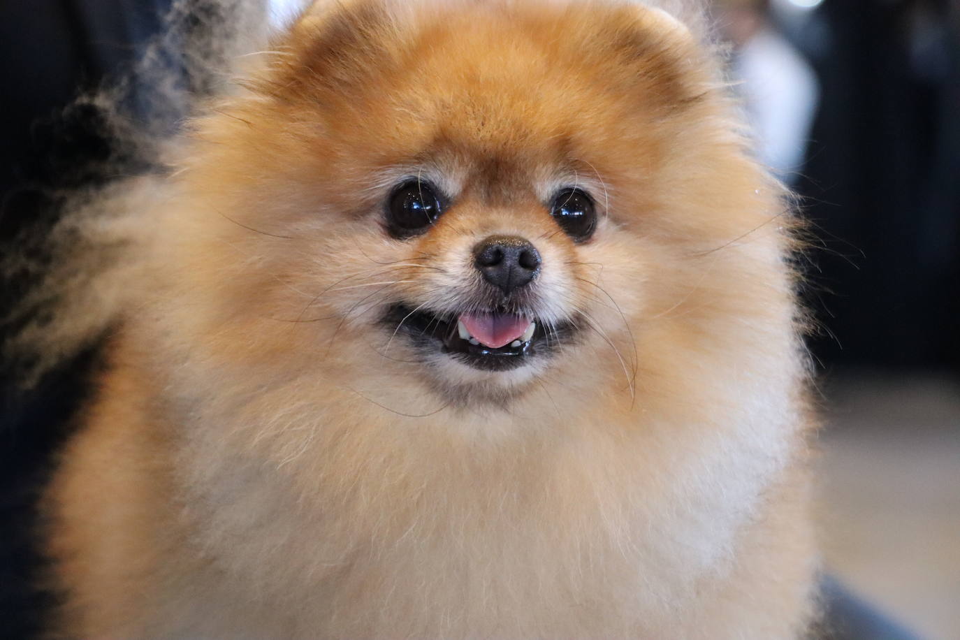 XXV Exposición Internacional Canina de León