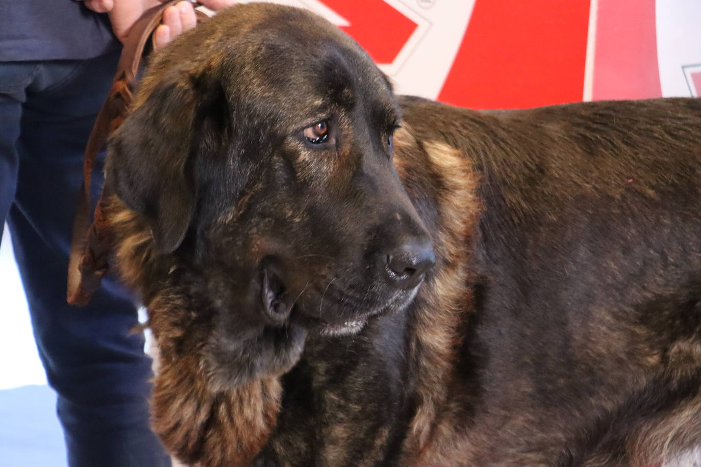 XXV Exposición Internacional Canina de León