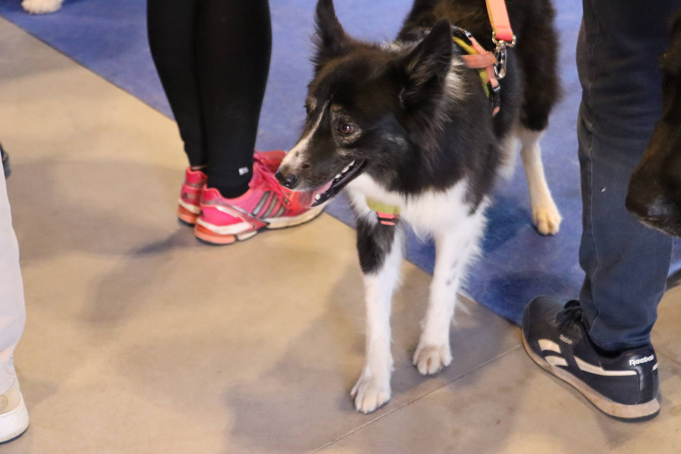 XXV Exposición Internacional Canina de León