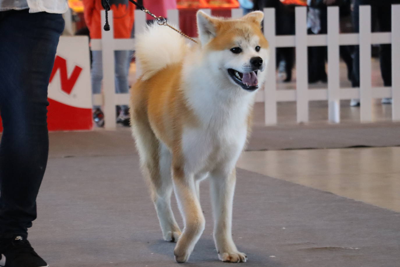 XXV Exposición Internacional Canina de León